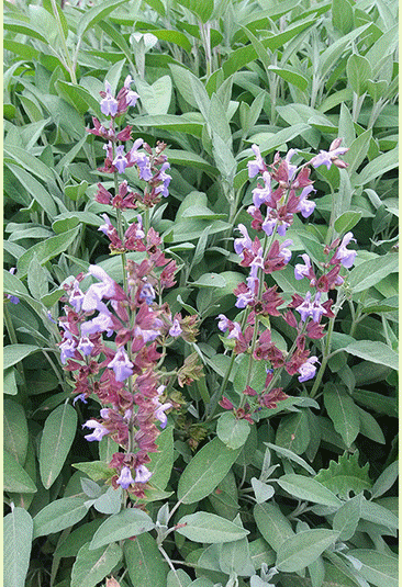 معرفی کلکسیون گیاهان دارویی