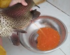 ماهی صا