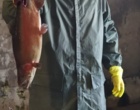 ماهی صا